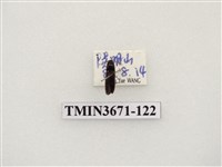 藏品(叩頭蟲(2))的圖片